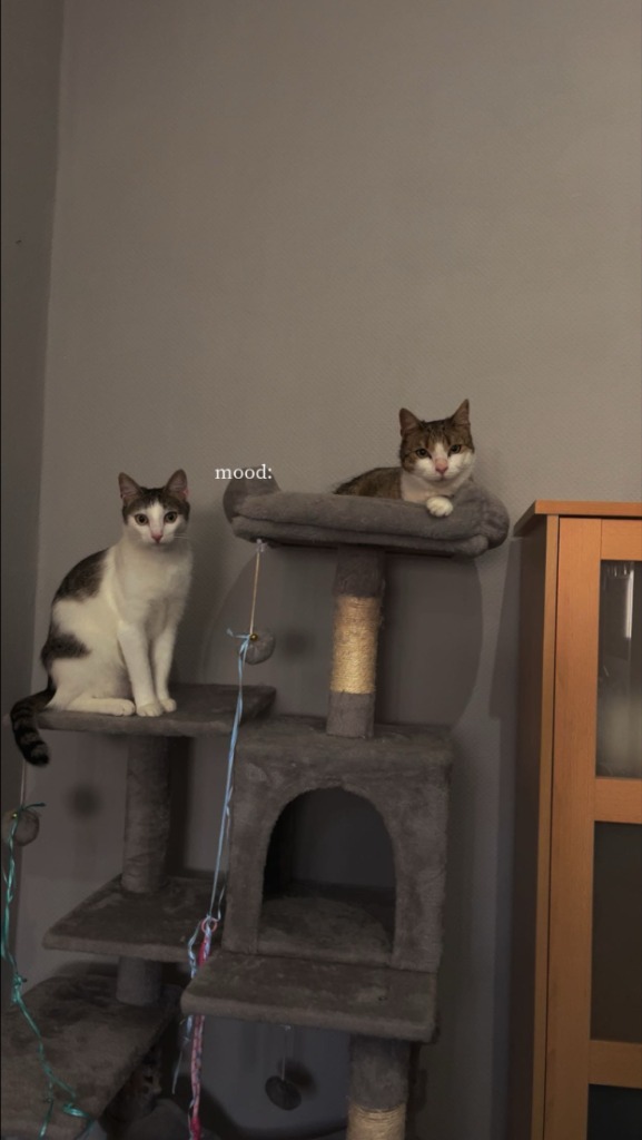 Cookie und Fussel gemeinsam auf dem Kratzbaum