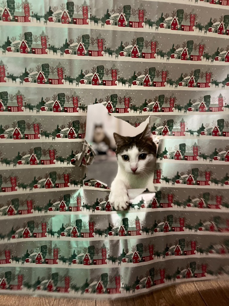 Cookie schaut neugierig durch das Geschenkpapier