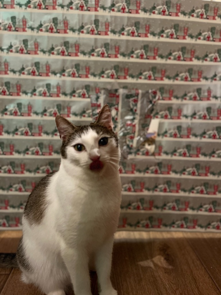 Cookie schleckt sich das Schnäuzchen