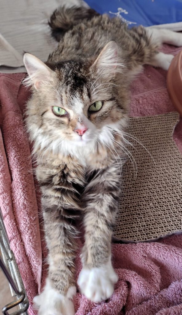 KitCat