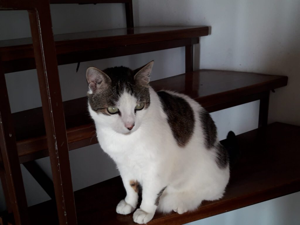 Casper