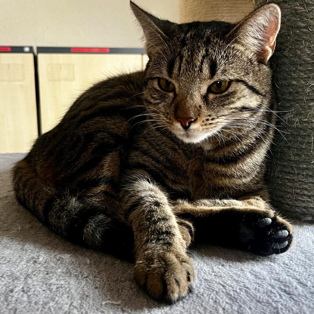 Solveig