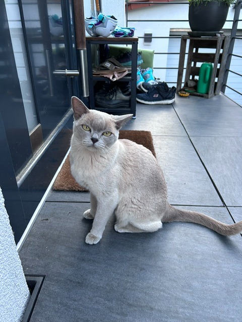 Burma-Katze Miezi