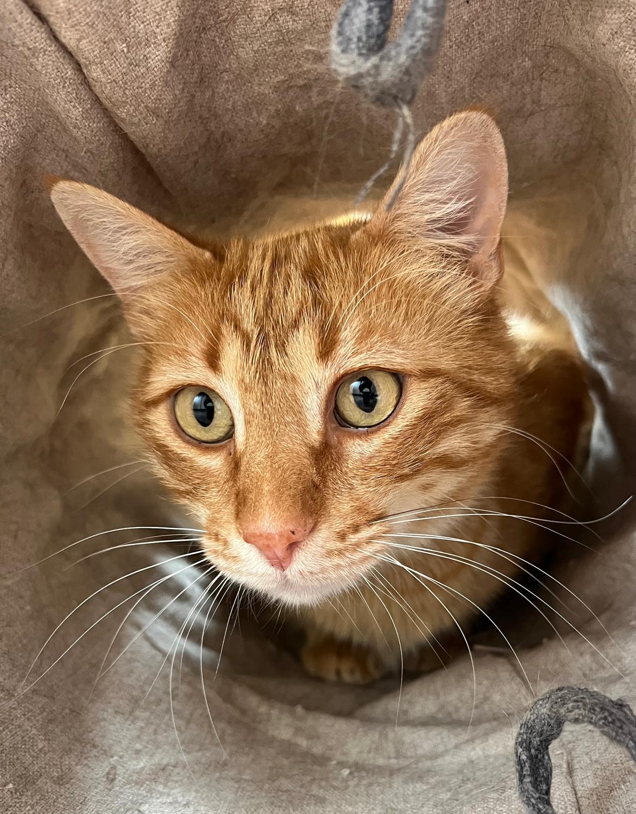 Katze von Tanja