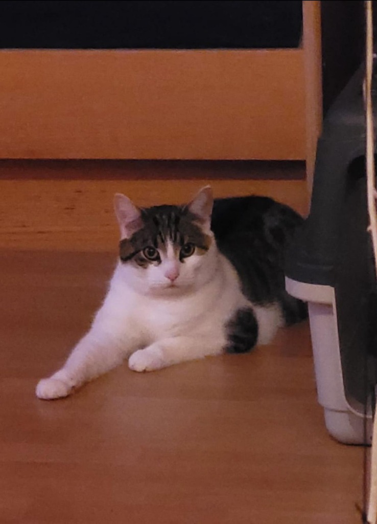Pepper liegend