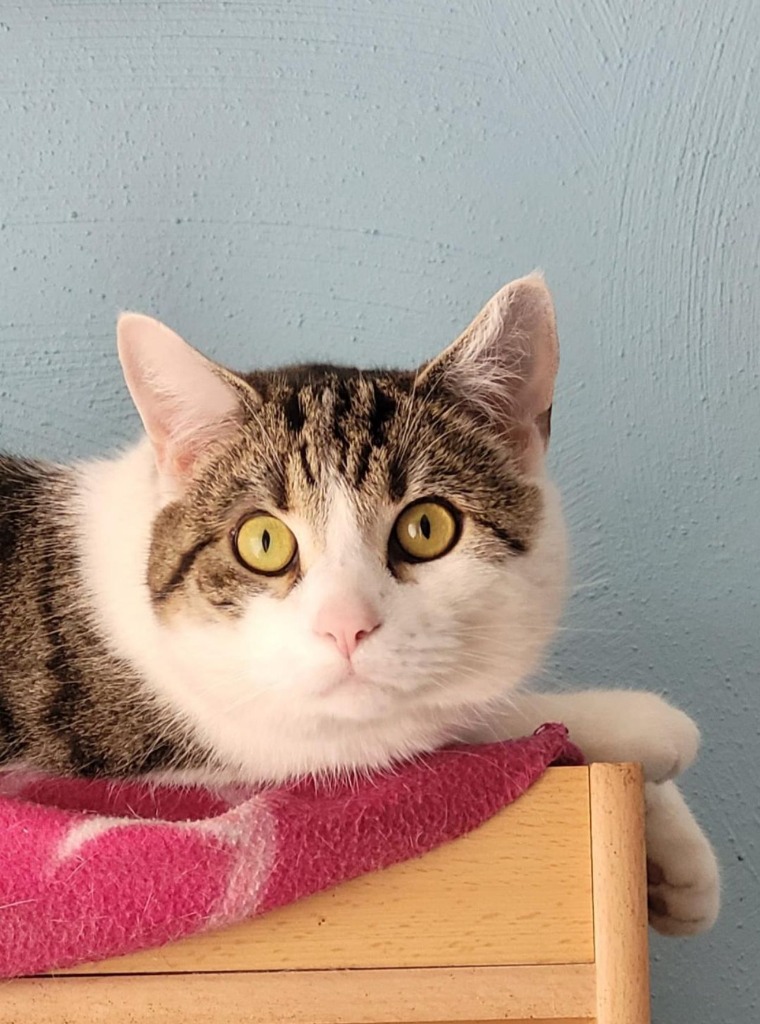 Sensibler Kater Pepper