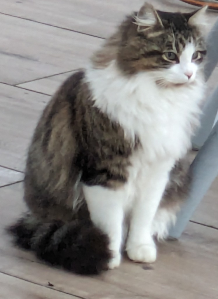 Kater Spoggy