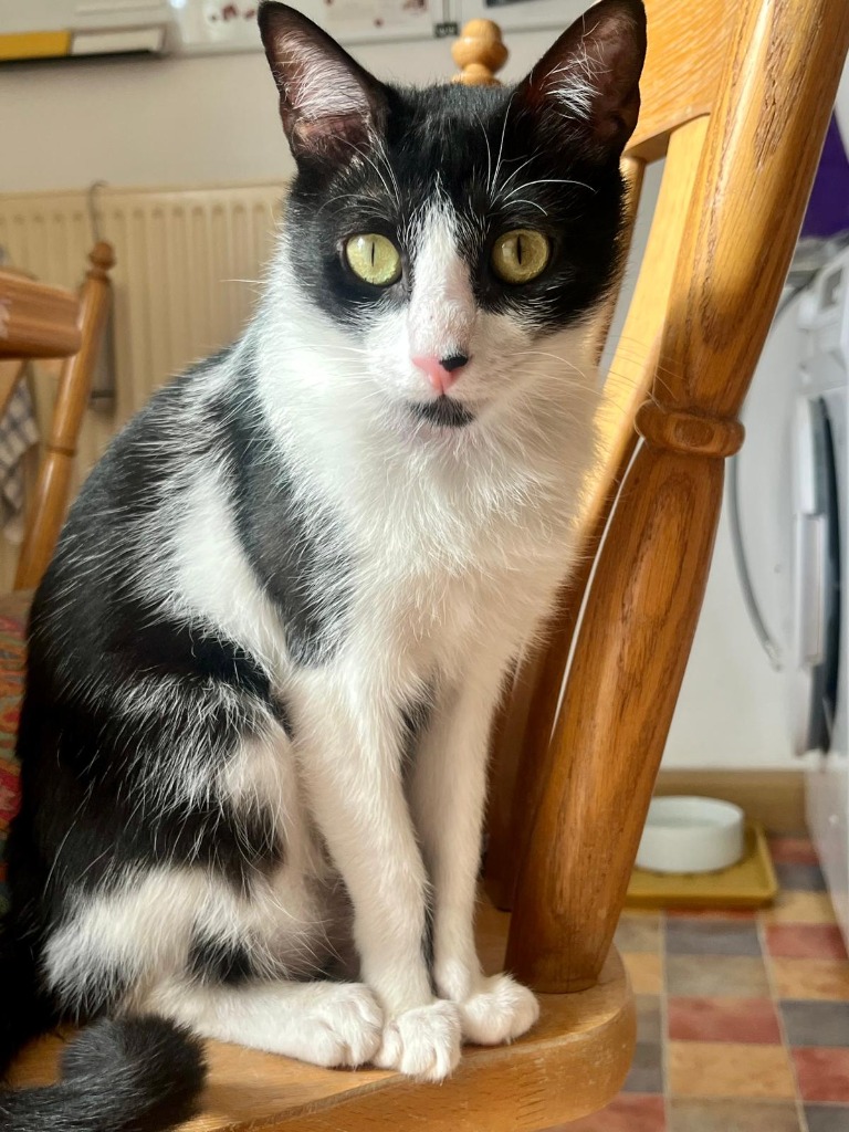 Katze von Holger