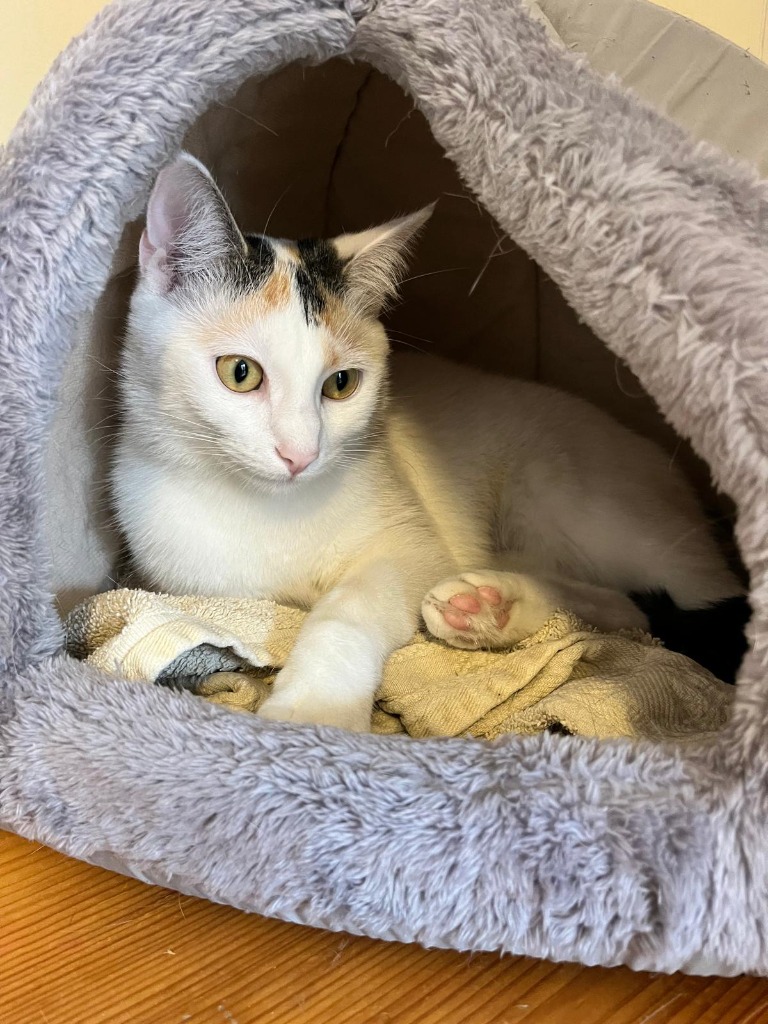 Katze von Anna