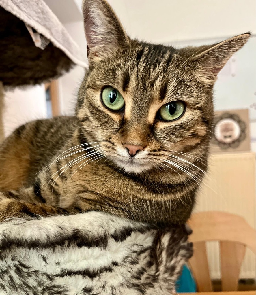 Katze von Cantal